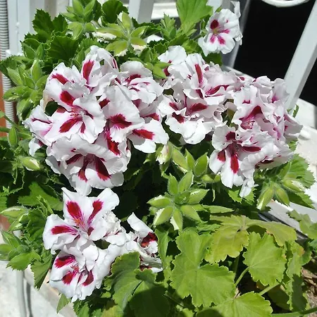 Bed & Breakfast La Palese 3*